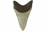 Serrated, Fossil Megalodon Tooth - North Carolina #183337-1